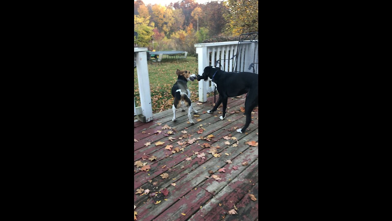 dogs play tug-of-war