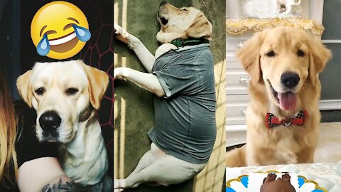 Pets Cute Funny - Dog Labrador 😂😂😂