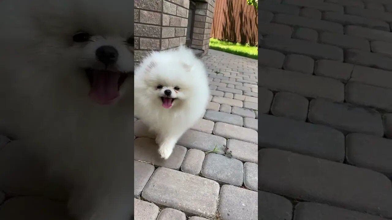 Cute dog video.