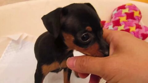 Funniest Dogs And Cats Videos Compilation - Best Funny Animal Videos 2023