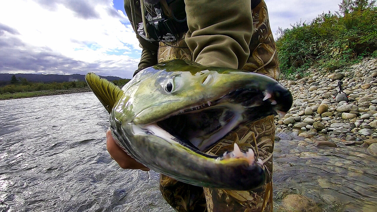 Bottles & Snak The Ripper Chasing MONSTER SALMON (Stave River, BC)