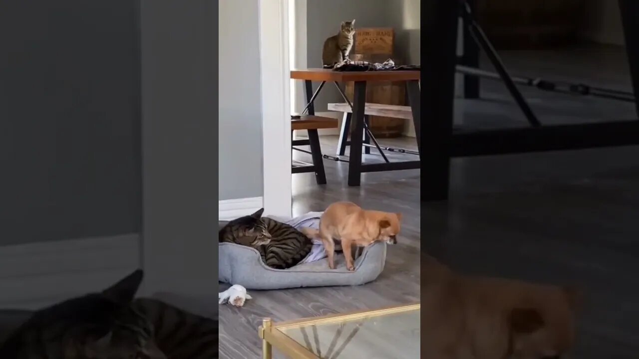 #cat #do #pakistan #funnycat #pakistanicricket #pakistanteam #catlover #shortvideo #shorts