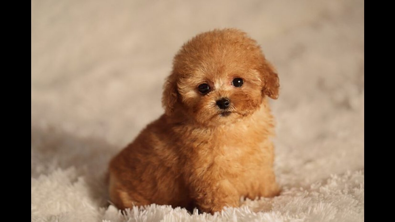 Cute Dogs and funny dogs