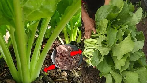 cobalah anda menanam sawi hijau di depan rumah dengan cara ini hasilnya menakjubkan