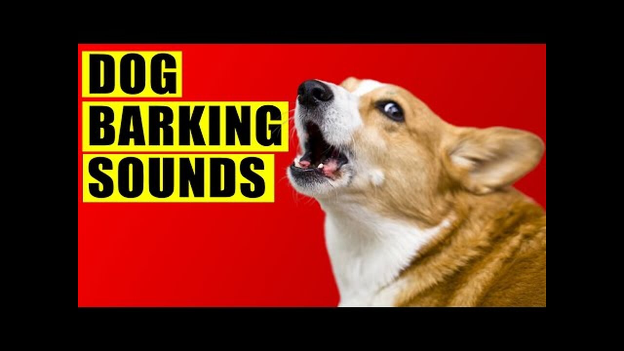 Dog Barking Sound Compilation ! See How Your Dog Reacts #11