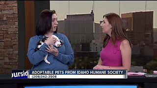 Idaho Humane Society: Tilda