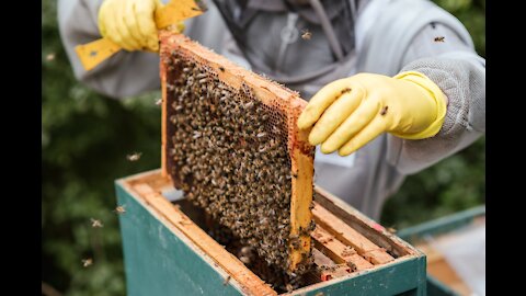 Honey bees for your weight lose