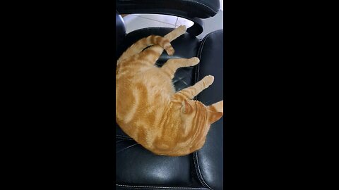 cat 11