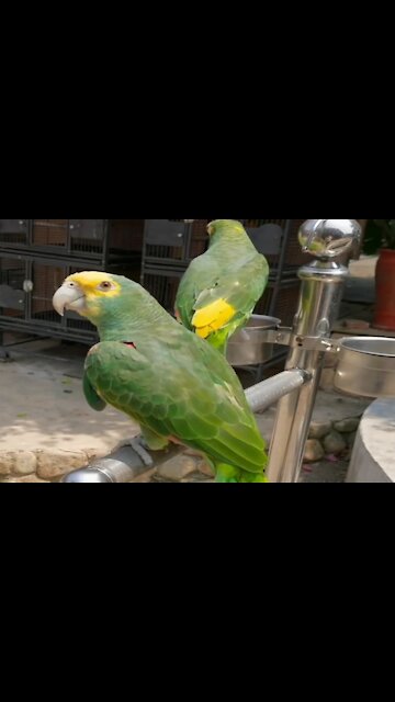 strange birds like to talk