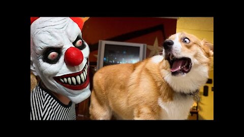 Super Funny Dog Videos