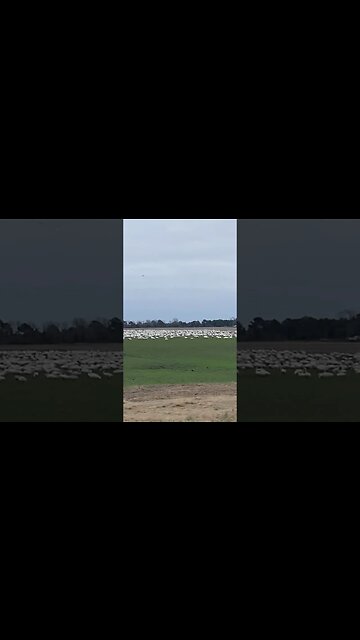 100,000’s of NC SWANS’s. #waterfowlhunting #outdoors #swans #shorts #short @RDReynoldsOutdoors