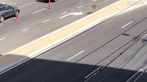 Kænguru blokerer trafikken