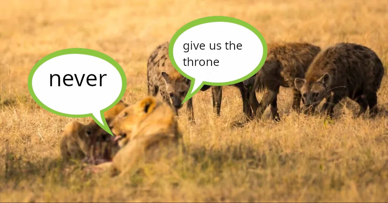 hyenas Laughing
