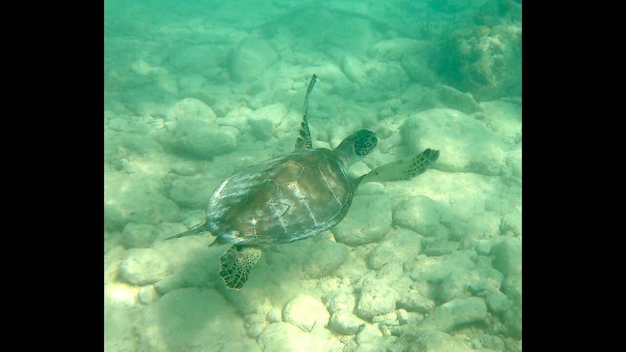 Sea Turtle, Bar Jacks and more off Cooper's Island, Bermuda