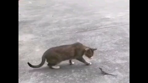 clever cat and Larry lovely Fight🙈 interesting video