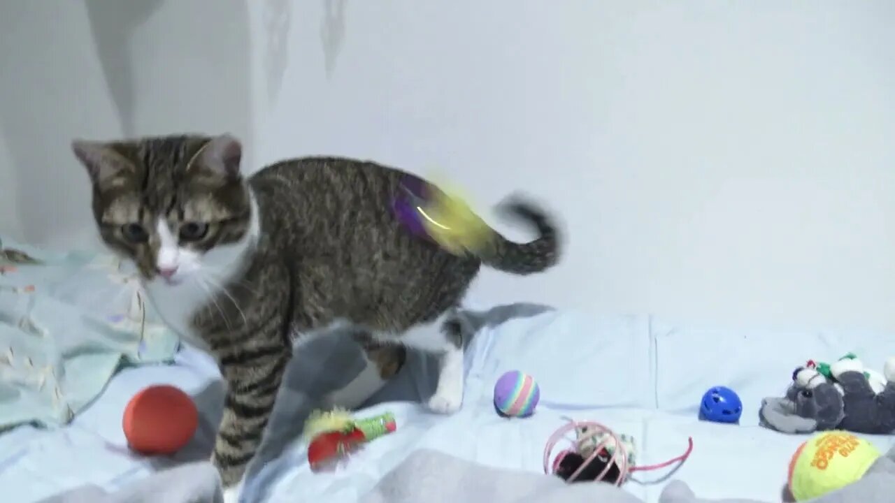 Cat Brought His Toys on the Bed