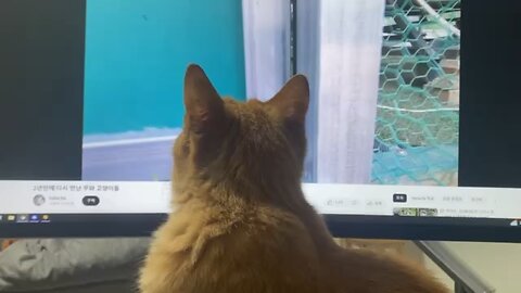 cat is watching cats