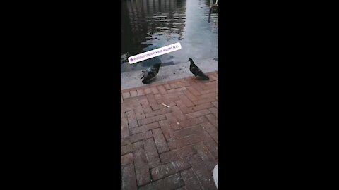 Dancing birds to music. I wanna be you're lover at Amsterdam