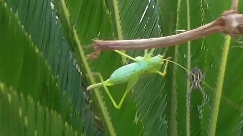 🕷 Araña Tigre cazando 🦗saltamontes.🕷🦗😄👍Delicioso