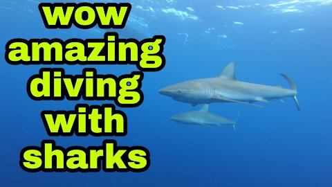 diving with sharks