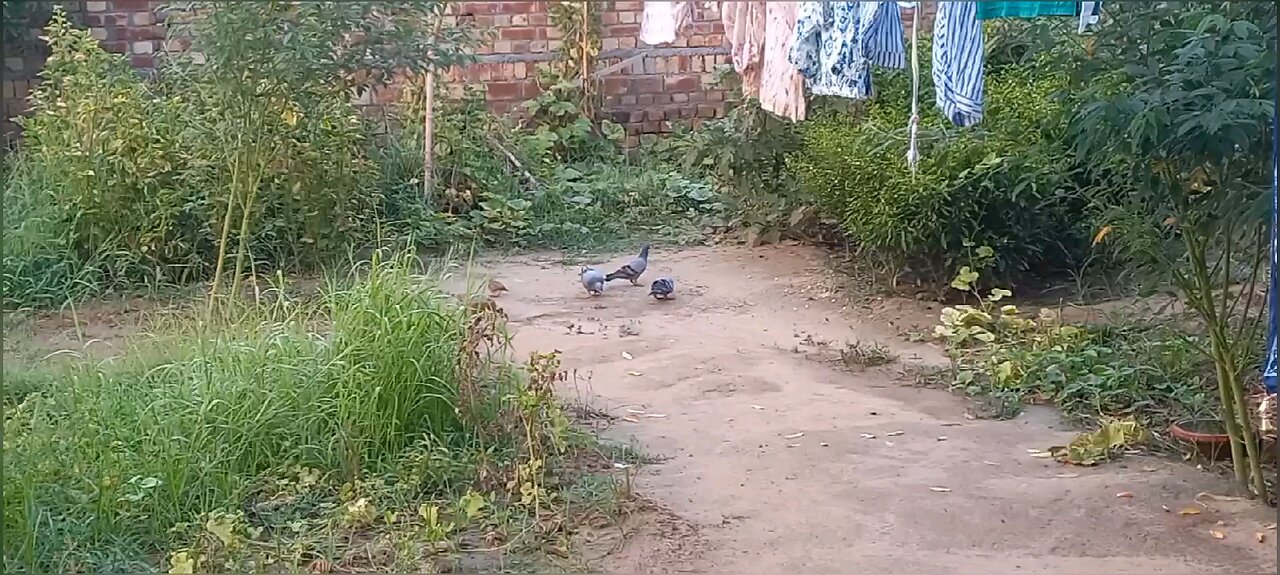 Morning time in my house yard.