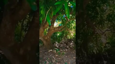 Indian Mangoe Harvesting #everyone