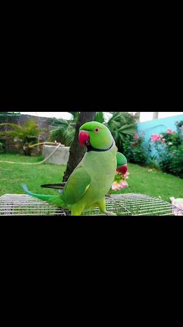 Amazing Parrot Video
