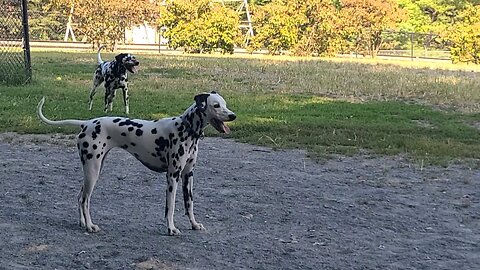 Luna Doing the Dalmatians's Dance