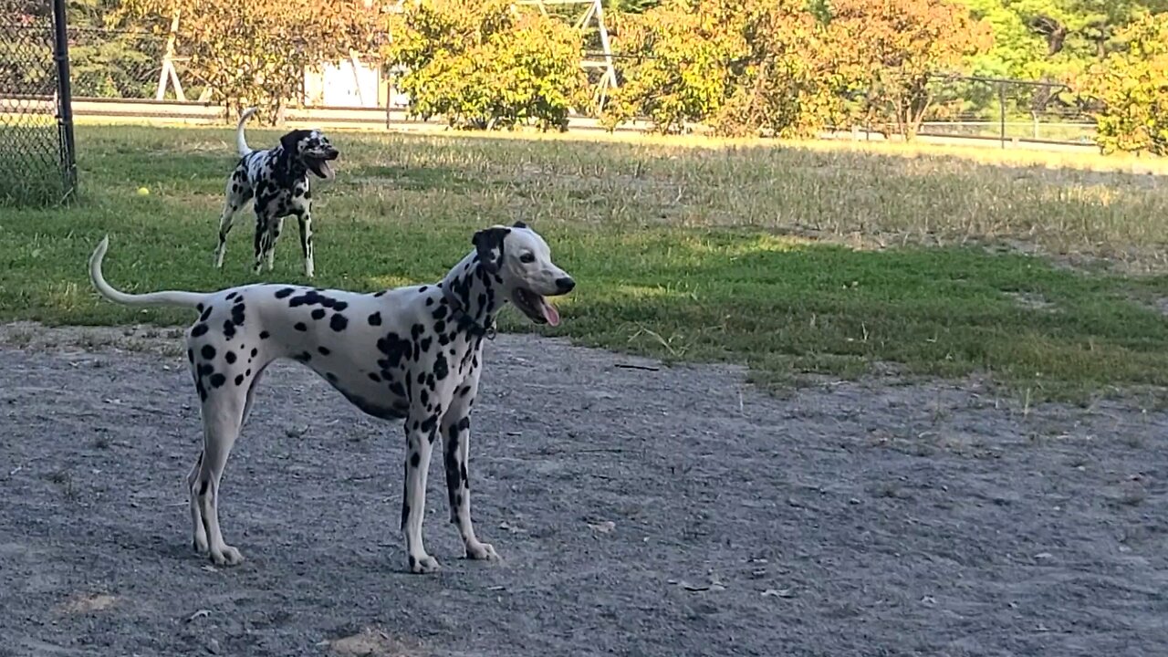 Luna Doing the Dalmatians's Dance