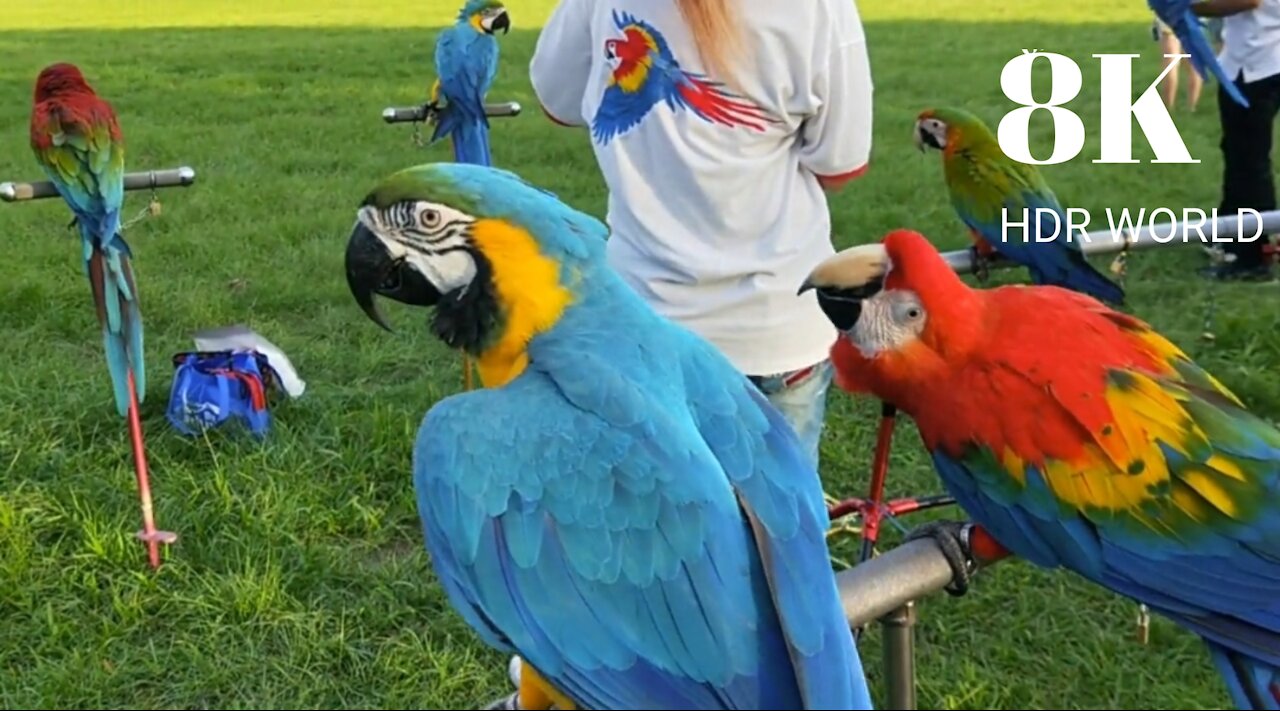 macaw Parrots claylicks of tambopata scarlet macaw parrots blue and gold macaw