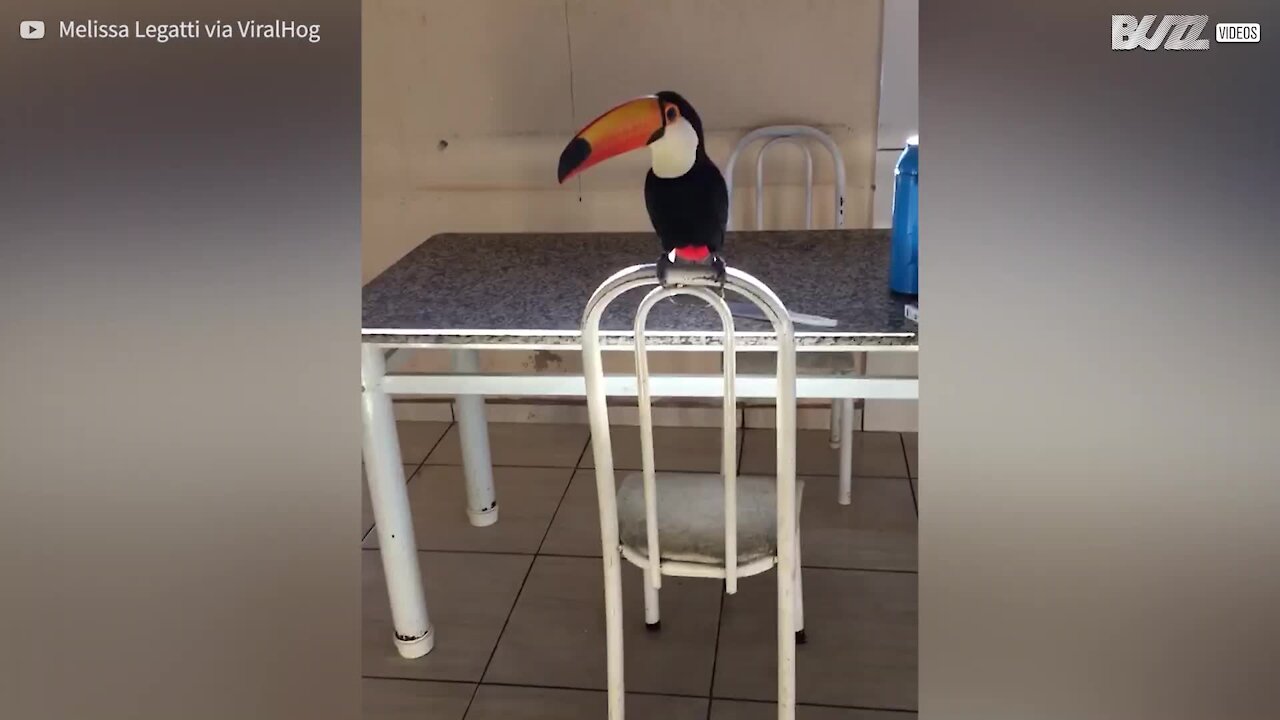 Un coquin de toucan vole une cigarette