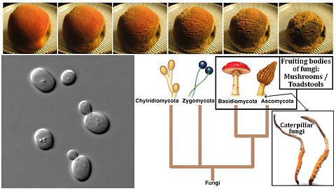 Fungi: Chitin, Yeasts, Molds, Mushrooms, and Decomposition