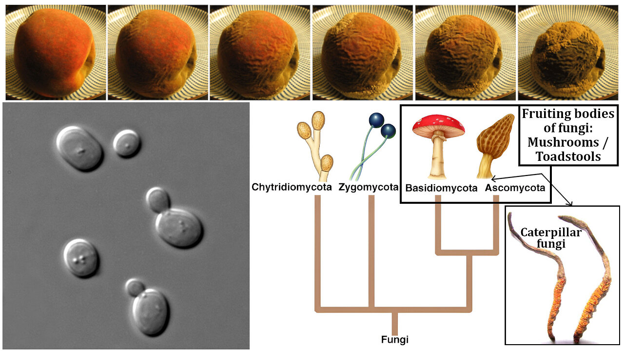 Fungi: Chitin, Yeasts, Molds, Mushrooms, and Decomposition