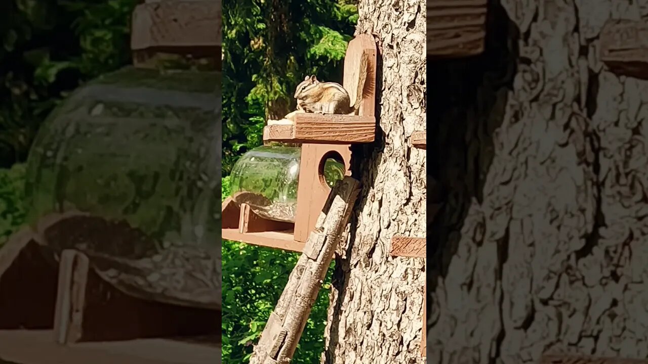 #nature in motion, friendly groundsquirrel enjoying brunch. #blackhills