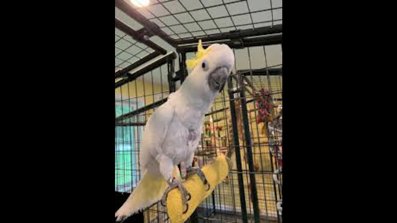 Talkitive triton cockatoo wants to come out from this cage.