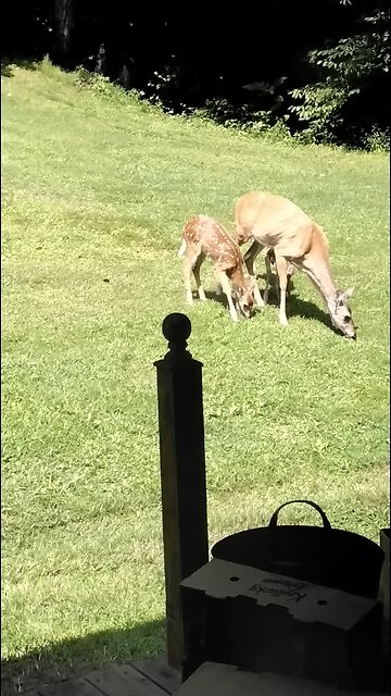 Nature in my backyard