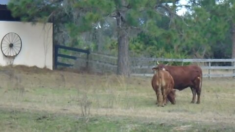 Buttercup and Diablo grooming each other. Sorry for the crappy video