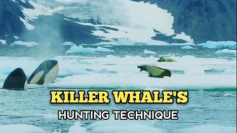 Extraordinary Hunting Technique Of Killer whales|