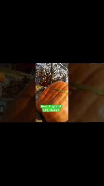 Standing up a Giant Pumpkin #bubba #prizewinner #giantpumpkin