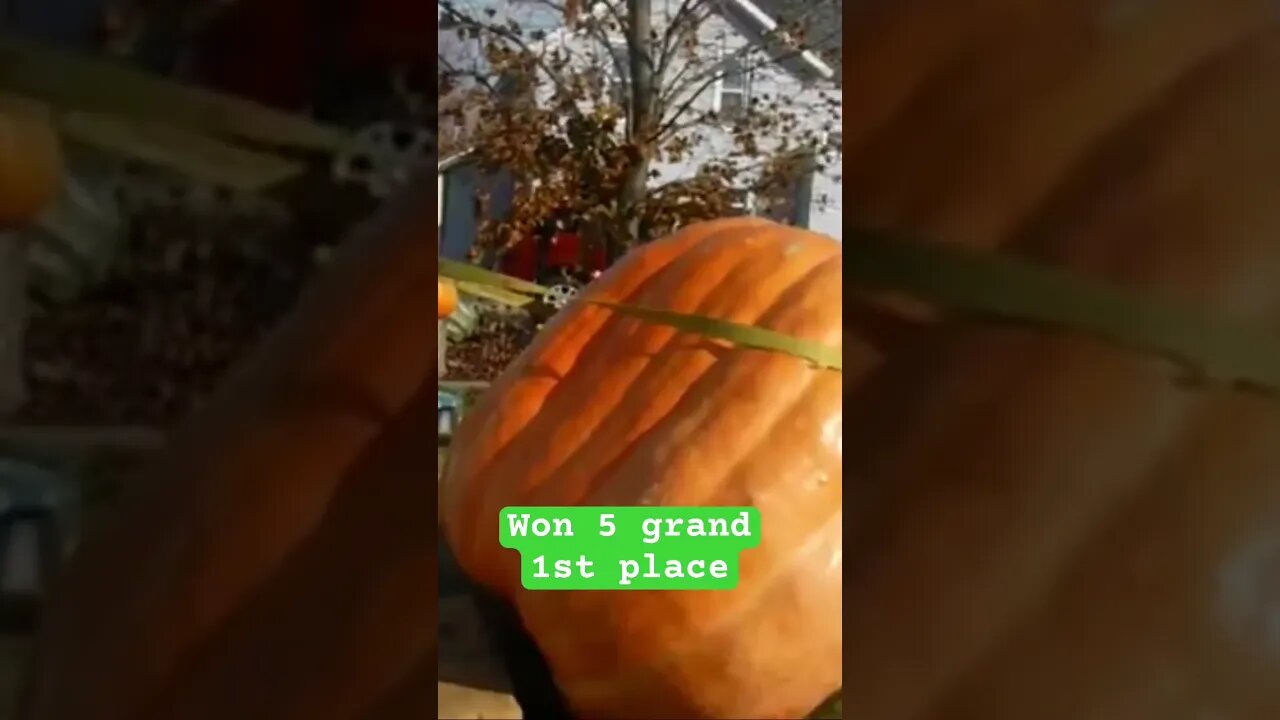 Standing up a Giant Pumpkin #bubba #prizewinner #giantpumpkin