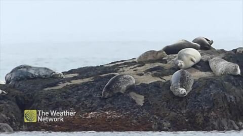 Seals along Nova Scotia coast bask in the warmth