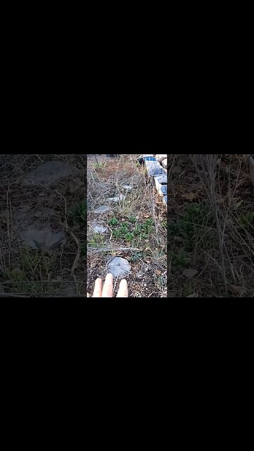 Gardening with perennials and self sowing annuals