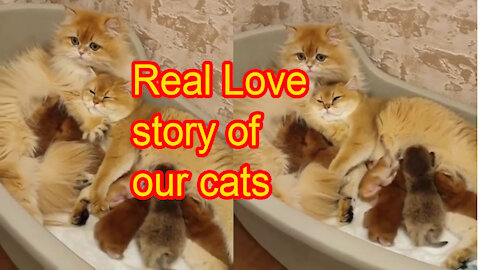 The Real Love story of our cats