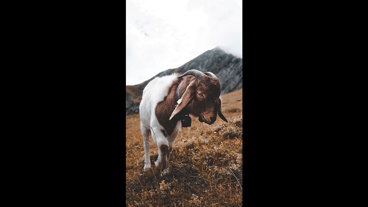 Goat sounds #goat #nature #sweet