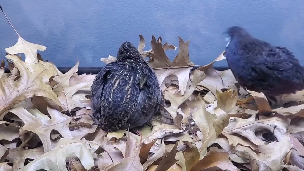 Button Quail couple with chicks.