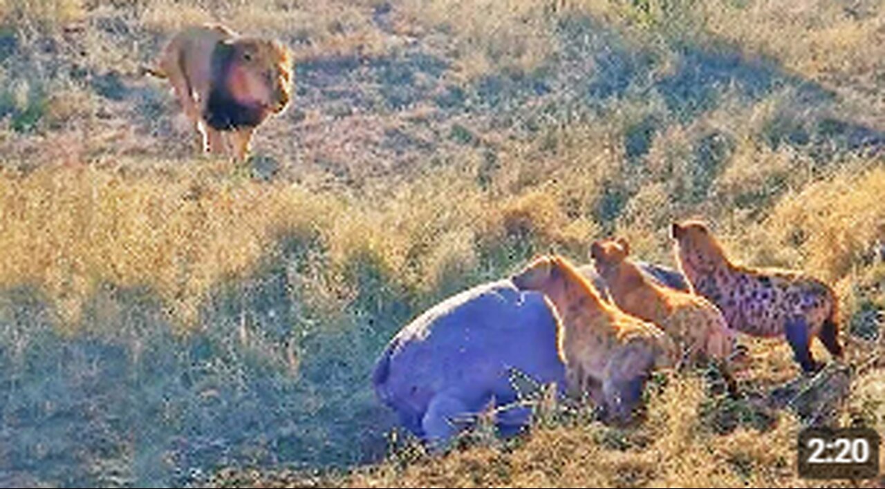 Lion Destroys Hyenas Distracted by Eating a Hippo