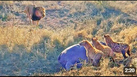 Lion Destroys Hyenas Distracted by Eating a Hippo