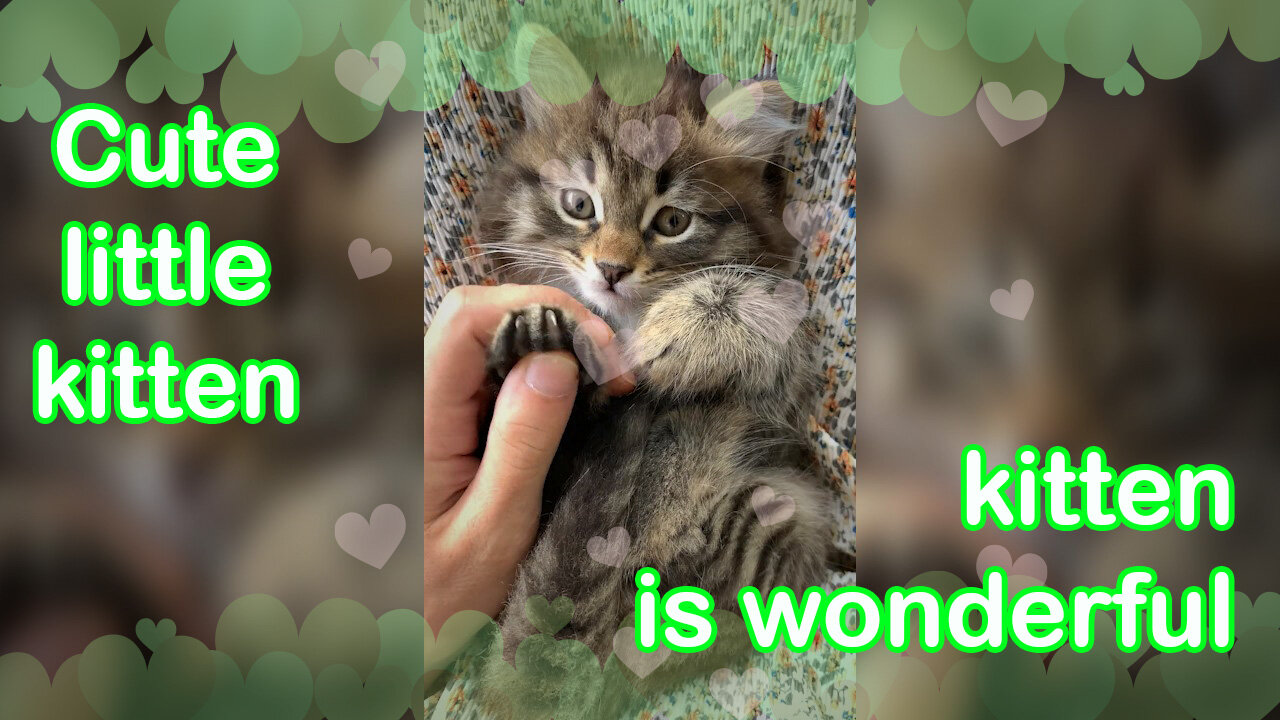 💖💖Cute little kitten is wonderful💖💖