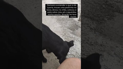 Ele só queria brincar e distrair o cliente. #dogshorts