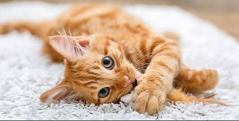 Cute Cat Funny Moments. Episode - 06